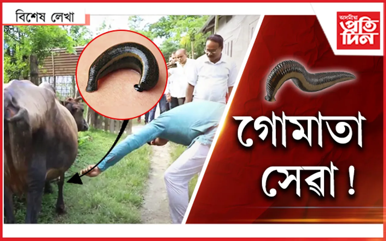 জোক, নেৰো আজি তোক...